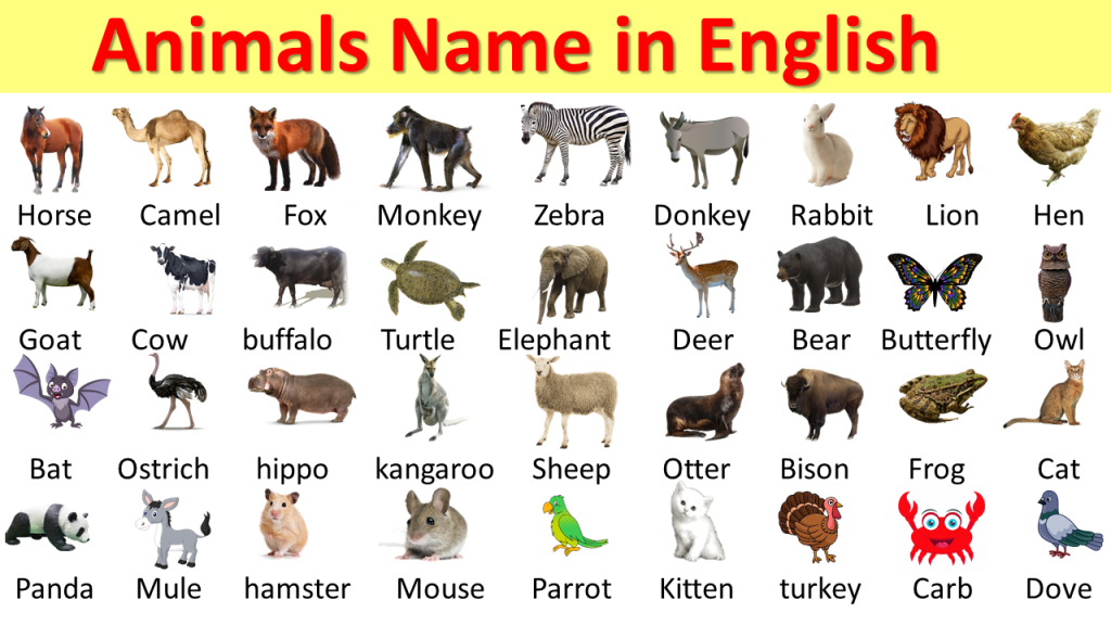 Animals Vocabulary PDF Archives - EnglishPoint247